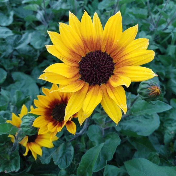 Meet your Posher, Xiao - Picture 1 of 1